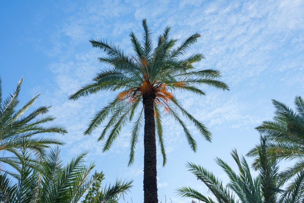 Tall palm trees reaching into a clear blue sky, evoking a tropical paradise feel.